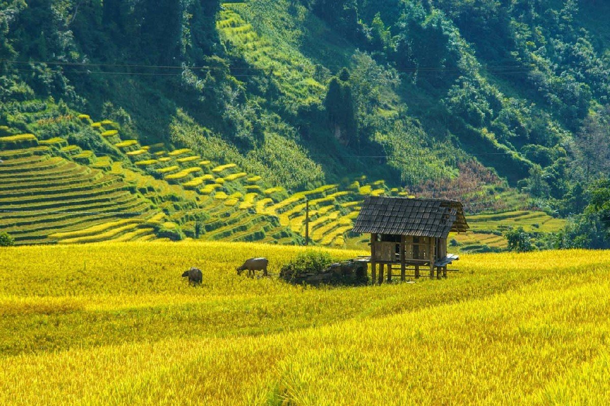 The Ultimate Sapa Cycling Holiday: A Definitive Guide to Pedaling the Vietnamese Highlands